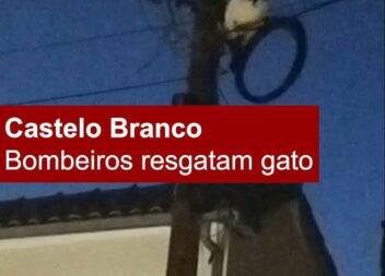 Bombeiros resgatam gato