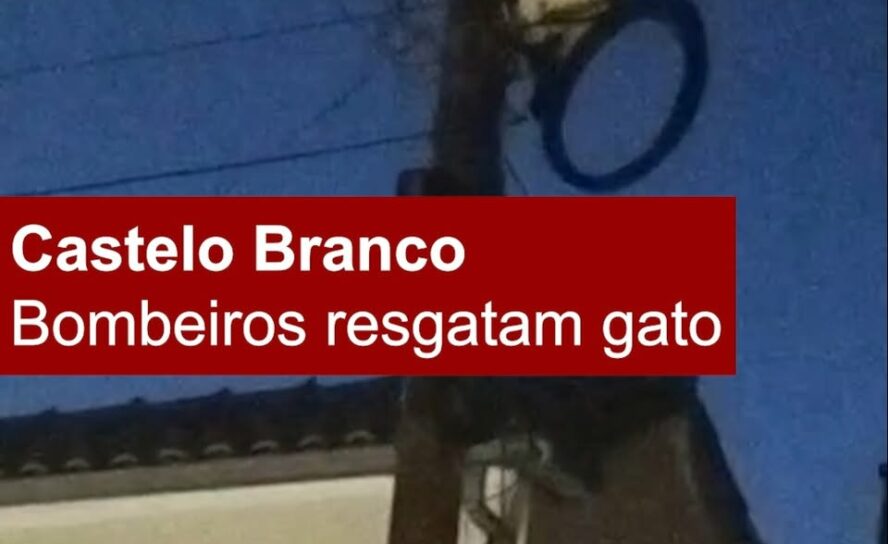 Bombeiros resgatam gato