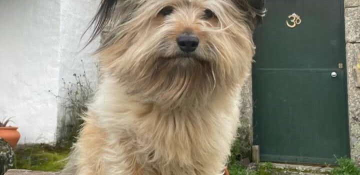 Cão desaparecido em Aldeia do Bispo