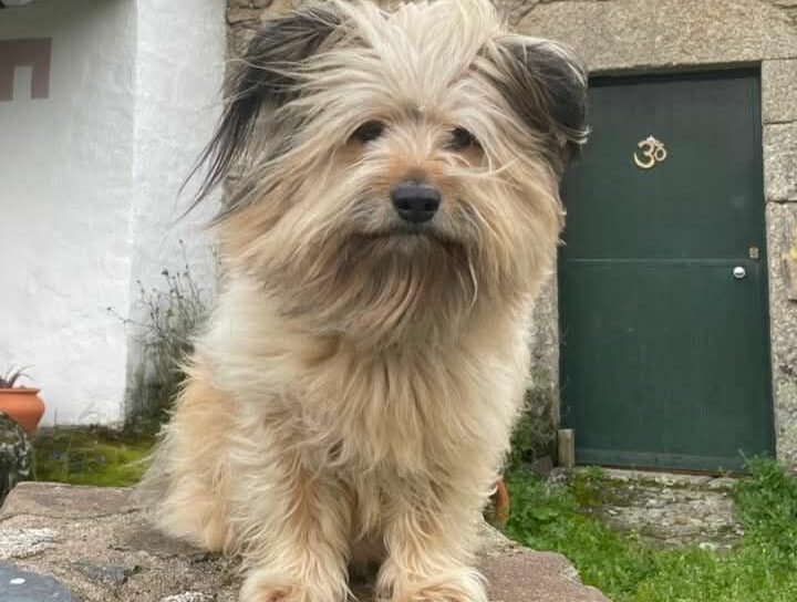 Cão desaparecido em Aldeia do Bispo