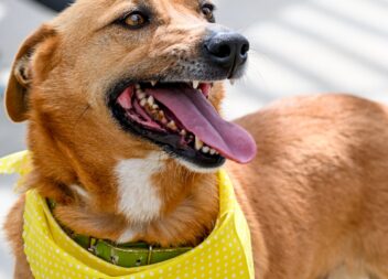 Cãominhada Solidária reúne dezenas de participantes no 5º Pet Festival