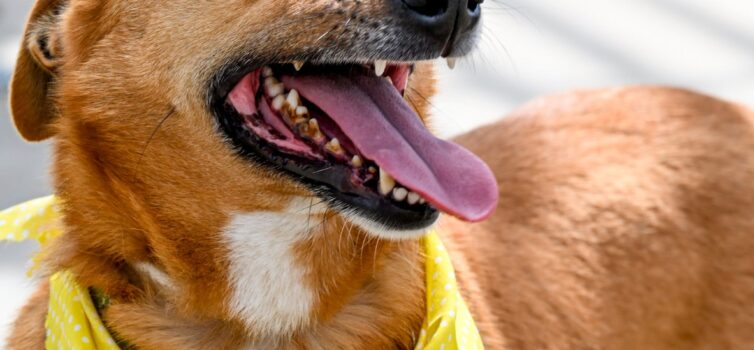 Cãominhada Solidária reúne dezenas de participantes no 5º Pet Festival