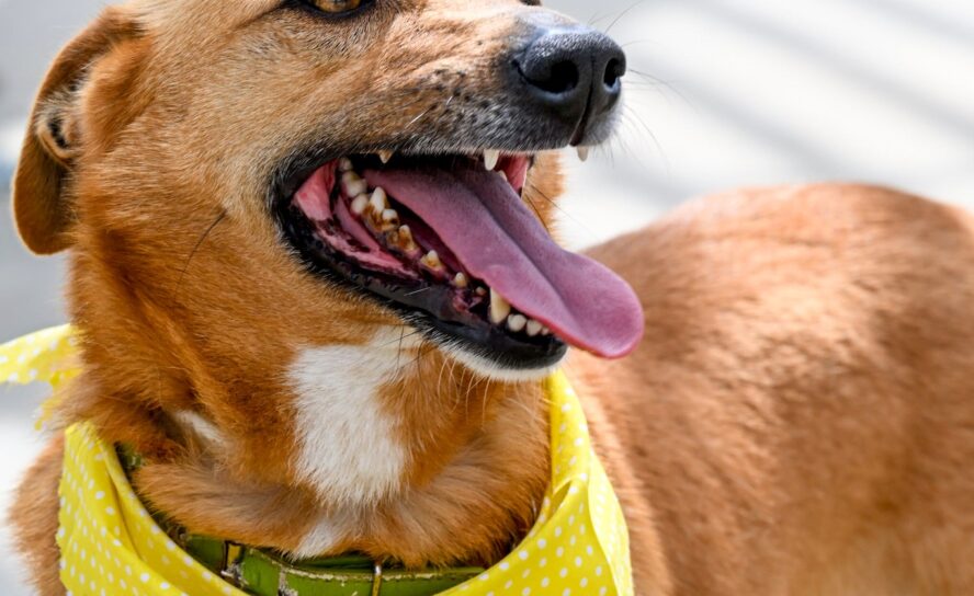 Cãominhada Solidária reúne dezenas de participantes no 5º Pet Festival