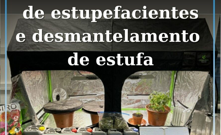 Detido por tráfico de estupefacientes e desmantelamento de estufa