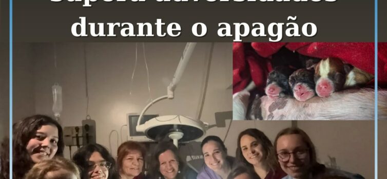 Equipa veterinária supera adversidades e salva animais em dia de grandes desafio