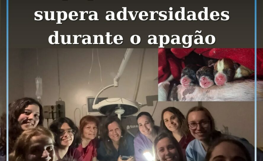 Equipa veterinária supera adversidades e salva animais em dia de grandes desafio