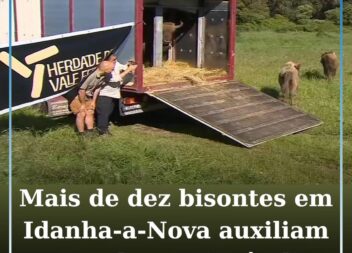 Mais de dez bisontes em Idanha-a-Nova auxiliam no combate a incêndios