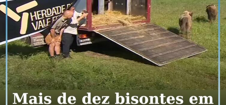 Mais de dez bisontes em Idanha-a-Nova auxiliam no combate a incêndios