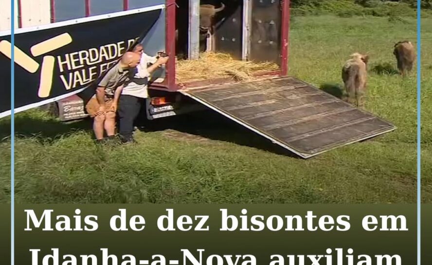 Mais de dez bisontes em Idanha-a-Nova auxiliam no combate a incêndios