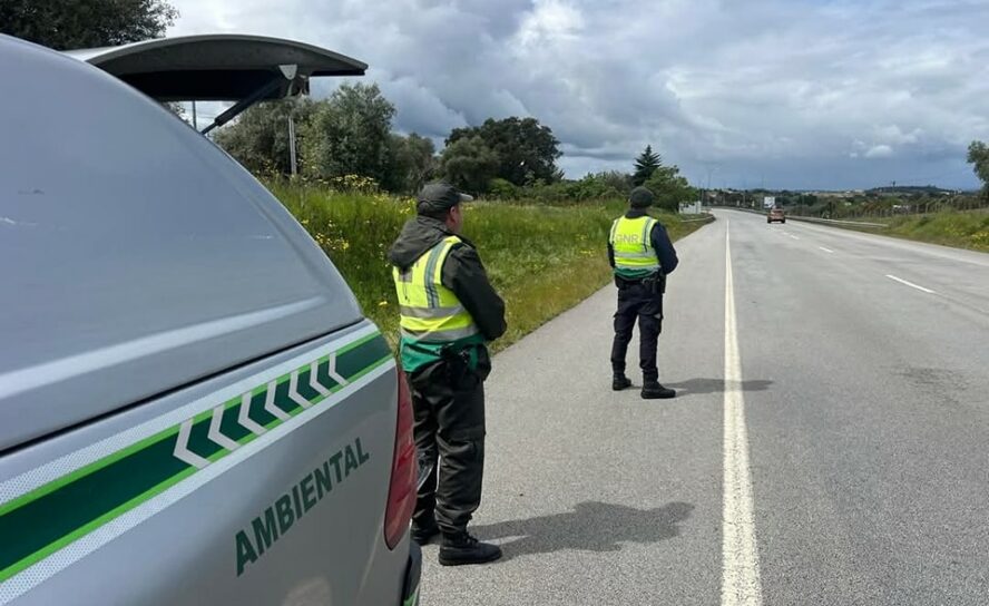 Operação Resina combate dispersão de praga florestal em Castelo Branco