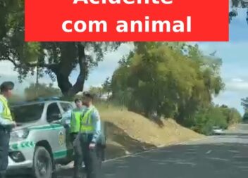 Acidente com animal