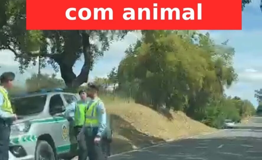 Acidente com animal