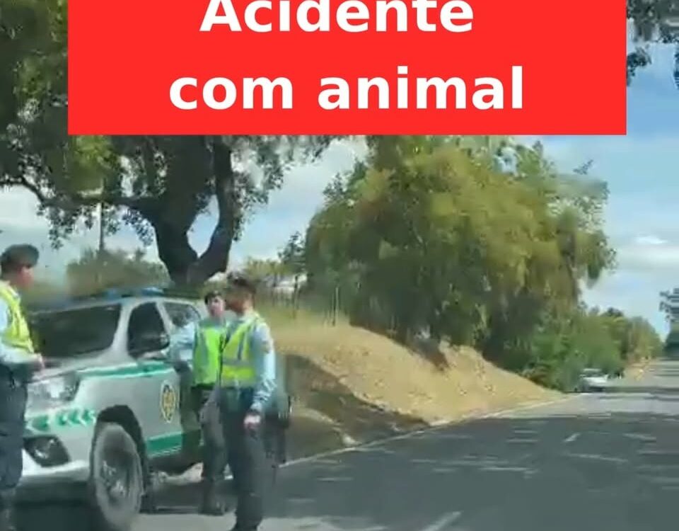 Acidente com animal