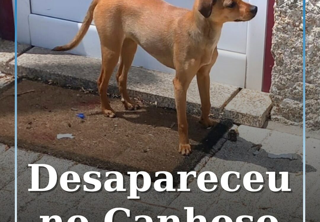 Desapareceu no Canhoso