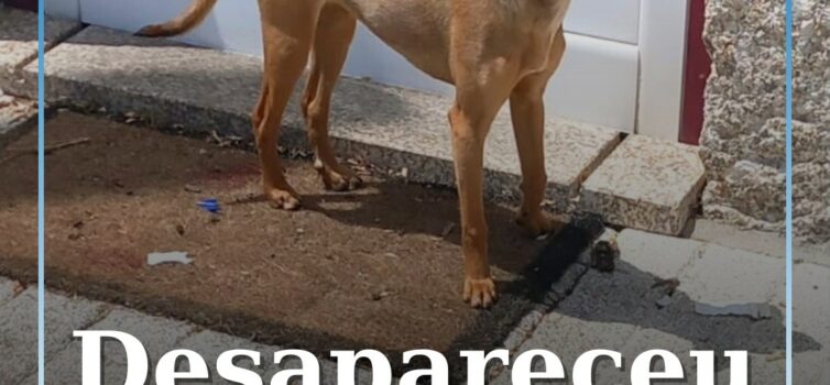 Desapareceu no Canhoso