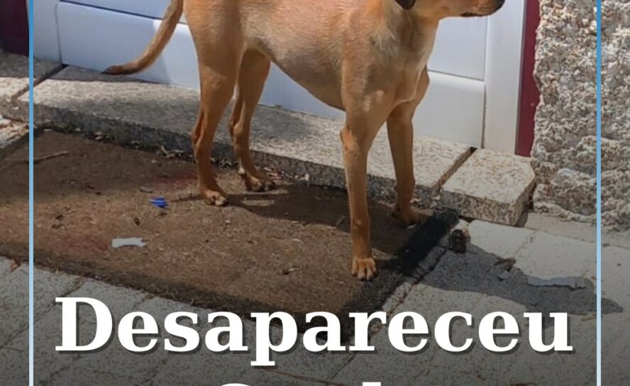 Desapareceu no Canhoso