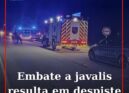 Despiste após embate contra três javalis causa ferido