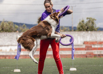 Fundão acolheu prova nacional de Dog Puller na Atalaia do Campo