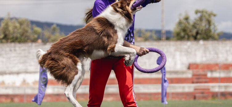 Fundão acolheu prova nacional de Dog Puller na Atalaia do Campo