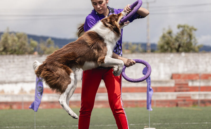 Fundão acolheu prova nacional de Dog Puller na Atalaia do Campo