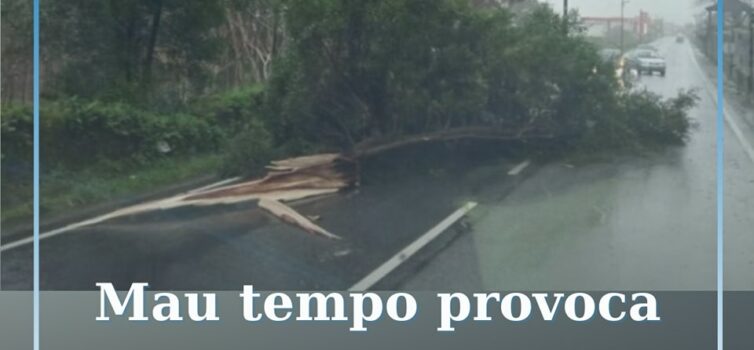 Mau tempo causa queda de poste da luz e árvore na Sertã