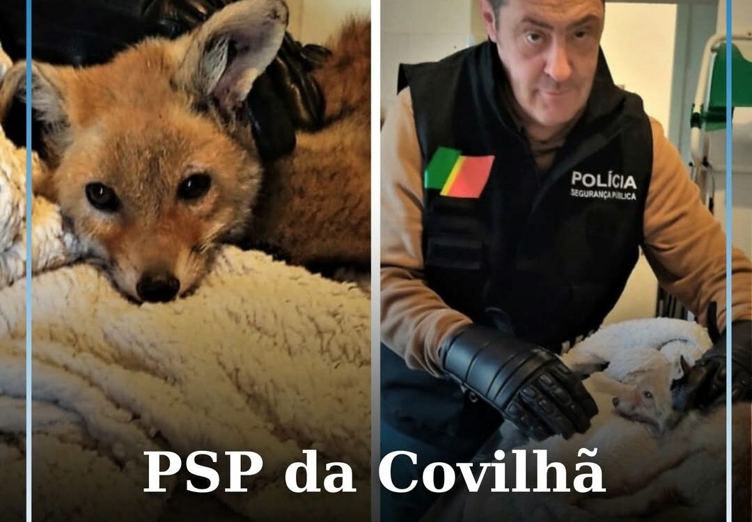 PSP da Covilhã resgata raposa