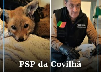 PSP da Covilhã resgata raposa