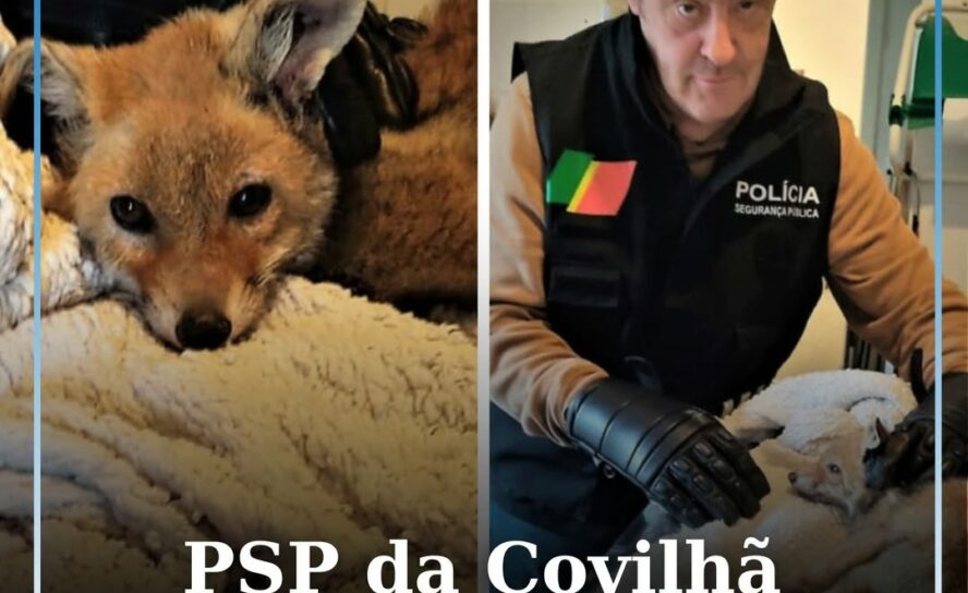 PSP da Covilhã resgata raposa