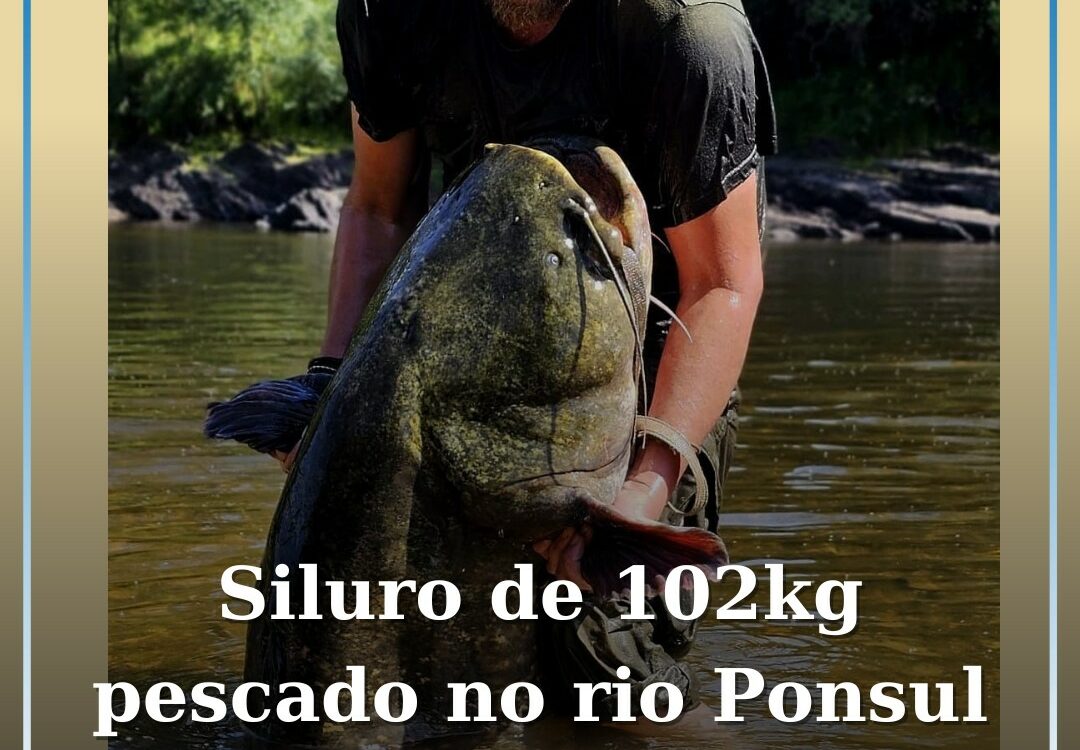 Siluro com cerca de 2 metros e 100kg pescado no Rio Ponsul em Castelo Branco
