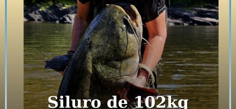 Siluro com cerca de 2 metros e 100kg pescado no Rio Ponsul em Castelo Branco
