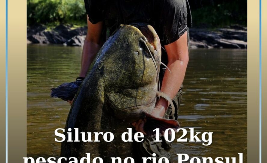 Siluro com cerca de 2 metros e 100kg pescado no Rio Ponsul em Castelo Branco