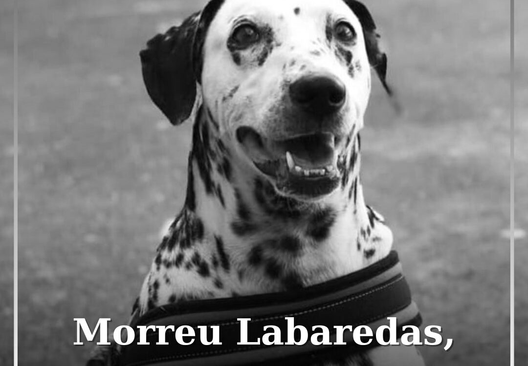 Bombeiros despedem-se de Labaredas, mascote do quartel durante 13 anos
