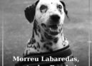 Bombeiros despedem-se de Labaredas, mascote do quartel durante 13 anos