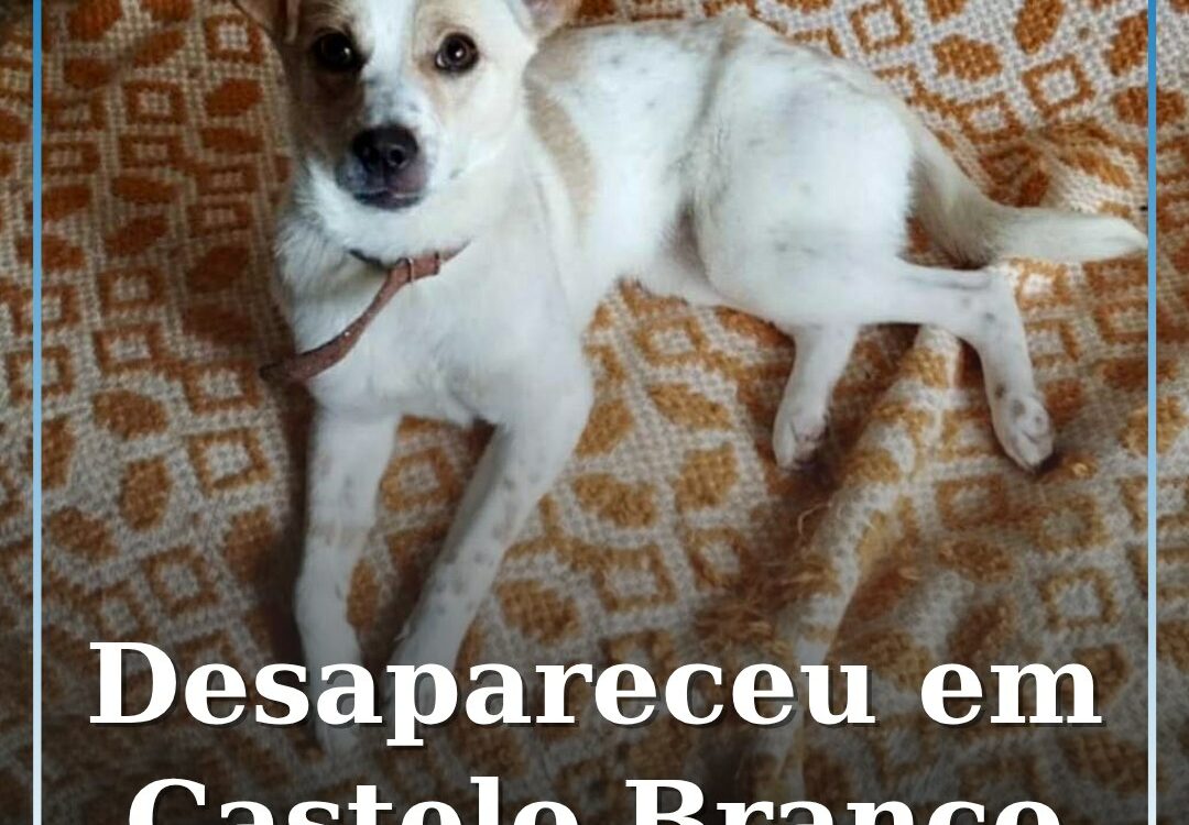 Desapareceu em castelo Branco