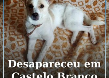 Desapareceu em castelo Branco