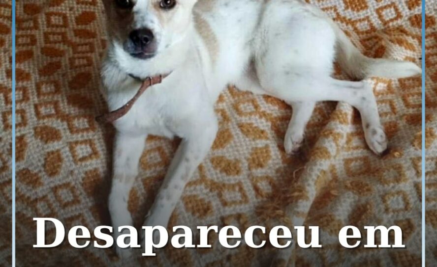 Desapareceu em castelo Branco