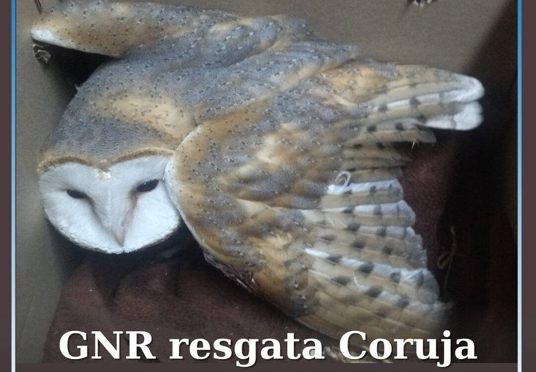 GNR resgata Coruja-das-Torres em Belmonte
