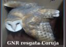 GNR resgata Coruja-das-Torres em Belmonte
