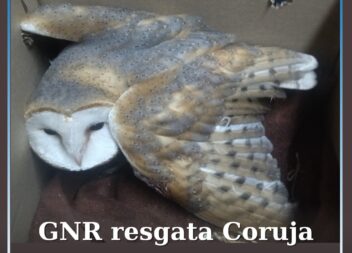 GNR resgata Coruja-das-Torres em Belmonte