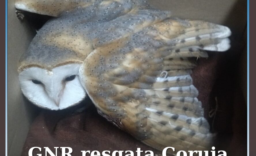 GNR resgata Coruja-das-Torres em Belmonte