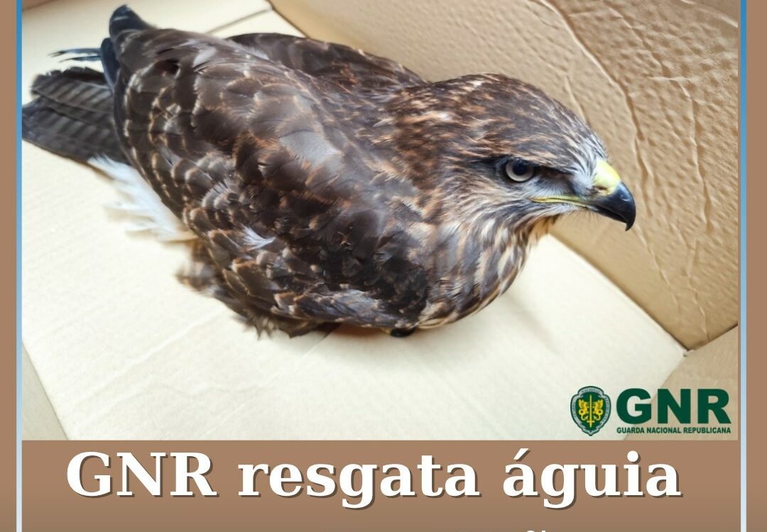 GNR resgata águia na Covilhã