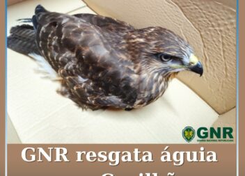 GNR resgata águia na Covilhã