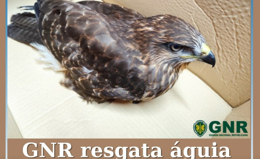 GNR resgata águia na Covilhã