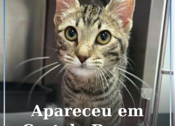 Gatinha bebé encontrada junto à Piscina Praia de Castelo Branco