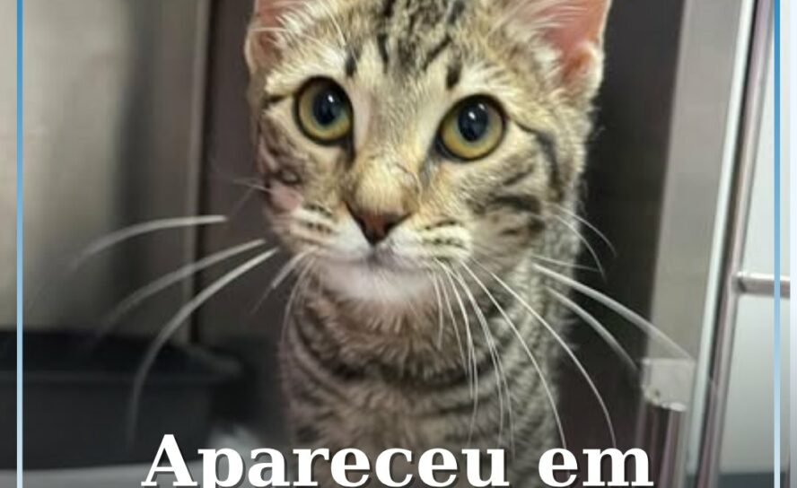 Gatinha bebé encontrada junto à Piscina Praia de Castelo Branco