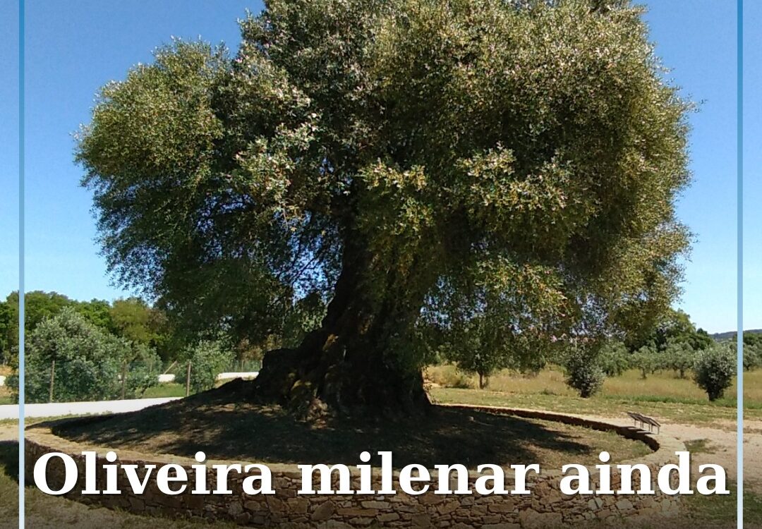 Mouriscas, Abrantes
