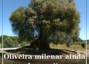 Mouriscas, Abrantes