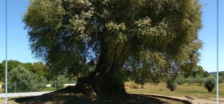 Mouriscas, Abrantes