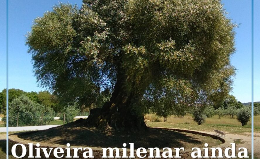 Mouriscas