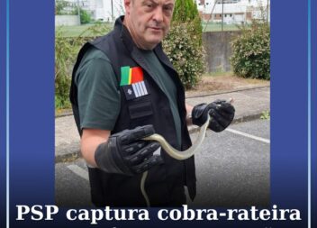 PSP captura cobra-rateira em prédio da Covilhã